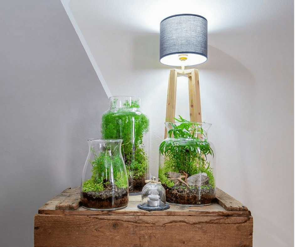 Niwa-design-terrarium-bulles-vetales-plante-made-in-france
