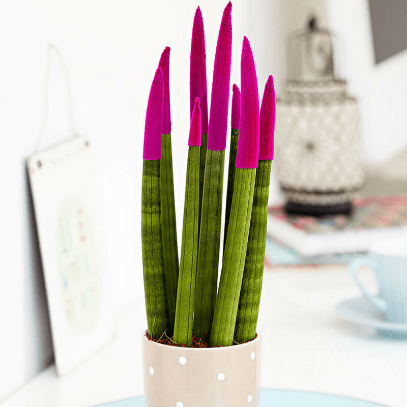 plante-sansevieria-velvet-fuchsia-cadeau