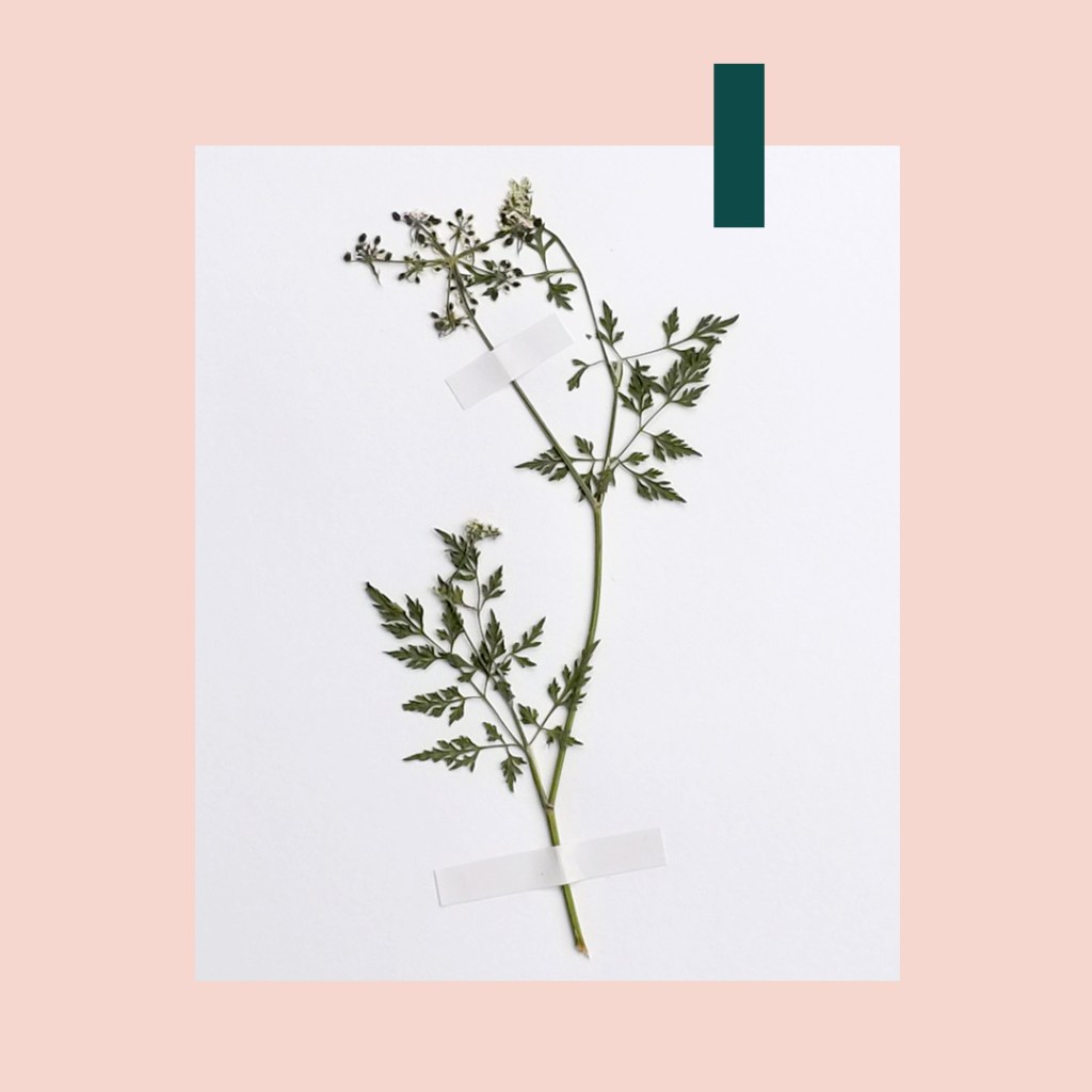 Passion fleurs et feuilles : et si on créait notre propre herbier ?