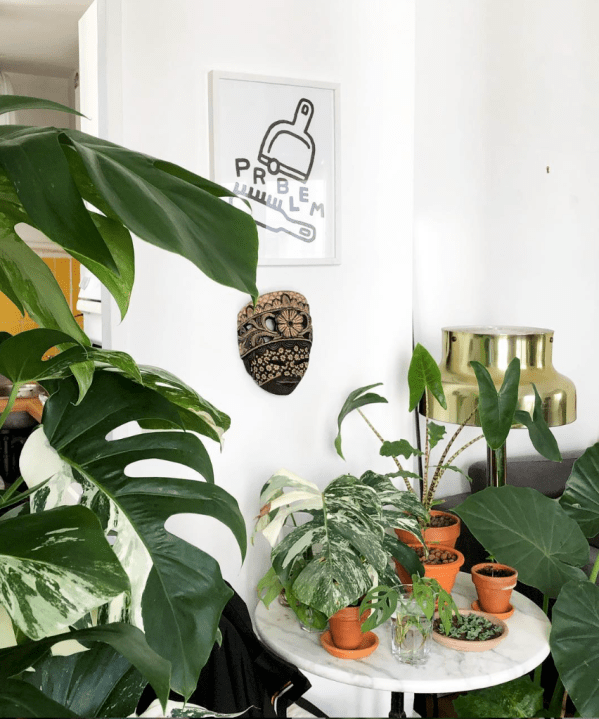 Plantes Thibault hebdomania green 5.png