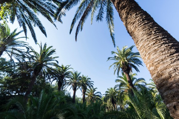 Festival Les Nuits du chateau de la Moutte musique saint tropez été 3