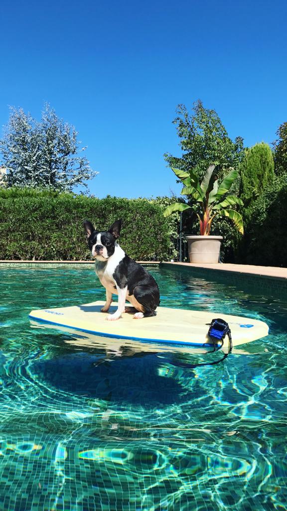 Vacances, chaleur : nos conseils pour prendre soin de vos&nbsp;animaux
