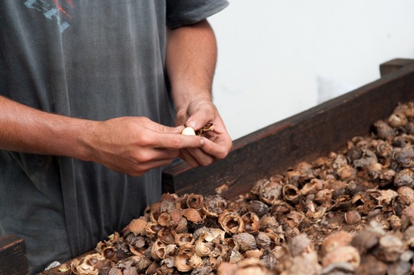 Intuitu materiae huile tamanu bio naturelle vergetures soin 10.jpg