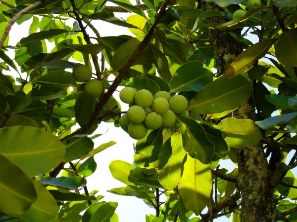 Intuitu materiae huile tamanu bio naturelle vergetures soin 8